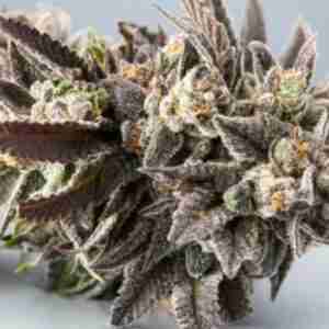 gdp