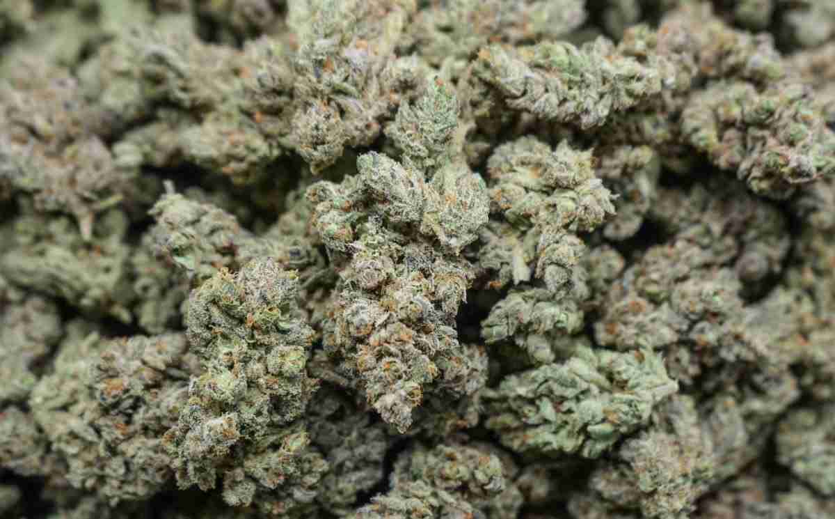wholesale-cannabis-flower-superglue-2 Wholesale Cannabis Flower Superglue Strain